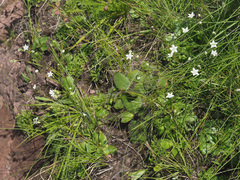 Alepidea natalensis
