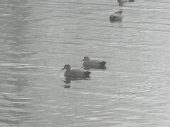 Mareca strepera strepera