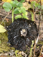 Coprinus