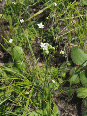 Alepidea natalensis