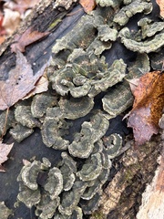 Cerrena unicolor
