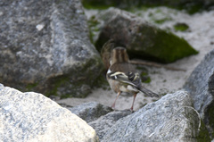 Fringilla coelebs coelebs
