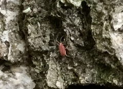 Coccobaphes frontifer