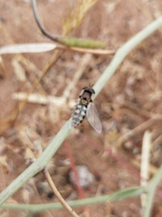 Austroscaeva occidentalis