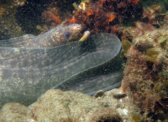 Gymnothorax pseudothyrsoideus