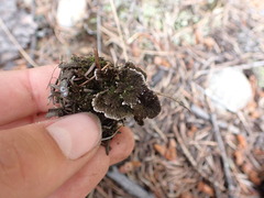 Thelephora terrestris