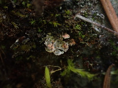 Illosporium carneum
