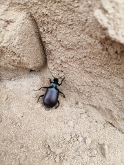 Calosoma vagans