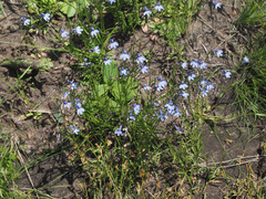 Lobelia flaccida flaccida