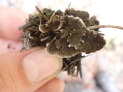 Thelephora terrestris