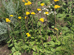 Helichrysum krookii