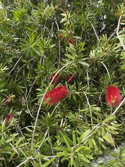 Melaleuca citrina