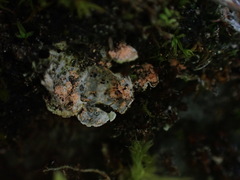 Illosporium carneum