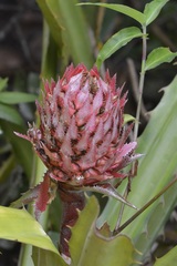 Ananas macrodontes