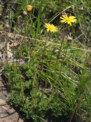 Ursinia montana