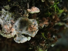 Illosporium carneum