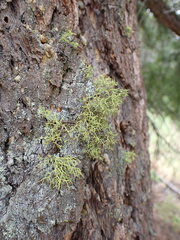 Letharia vulpina