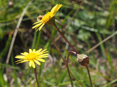 Ursinia montana