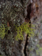 Letharia vulpina