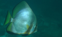 Platax boersii