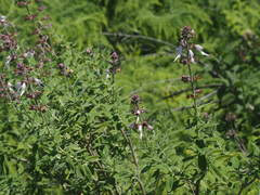 Syncolostemon
