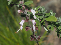 Syncolostemon