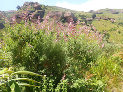 Syncolostemon