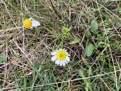 Tripleurospermum maritimum