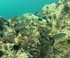 Haemulon maculicauda