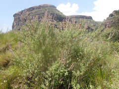Syncolostemon