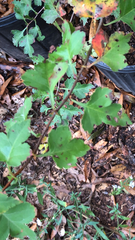 Crataegus marshallii