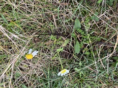 Tripleurospermum maritimum