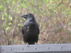 Corvus corone corone