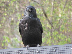 Corvus corone corone