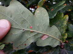 Neuroterus anthracinus