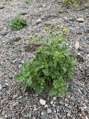 Senecio viscosus