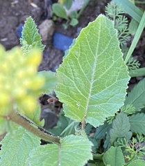 Rhamphospermum arvense