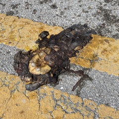 Terrapene carolina bauri