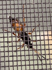 Ichneumon