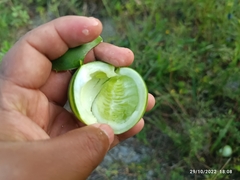 Polyclathra cucumerina