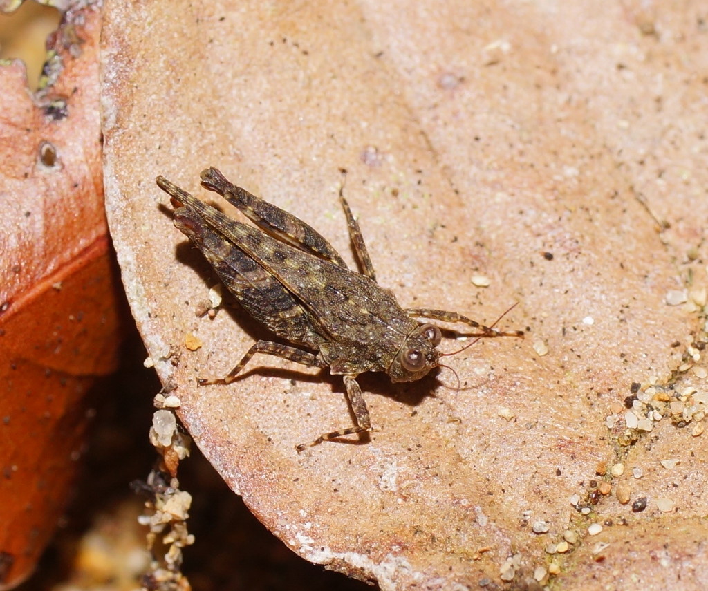 Loxilobus