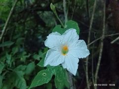 Polyclathra cucumerina