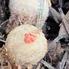 Calostoma ravenelii
