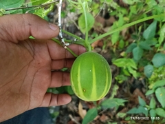 Polyclathra cucumerina