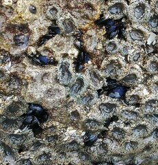 Mytilus californianus