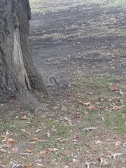 Sciurus carolinensis