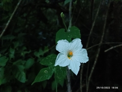Polyclathra cucumerina