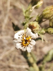 Perezia multiflora
