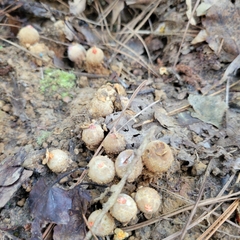 Calostoma ravenelii