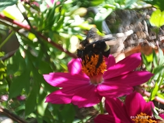 Bombus medius